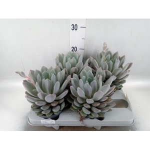 Pachyphytum  'Draco'