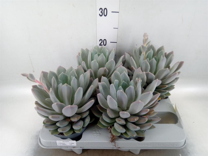 <h4>Pachyphytum  'Draco'</h4>