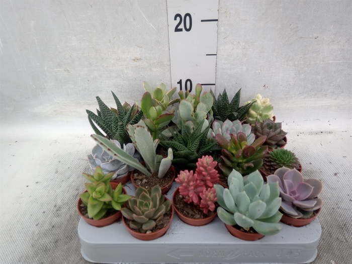 <h4>Succulents   ...</h4>