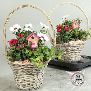 ARR TUINPLANTEN