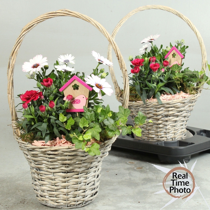 <h4>ARR TUINPLANTEN</h4>