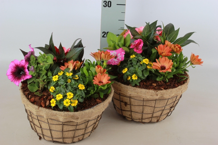 <h4>ARR TUINPLANTEN</h4>