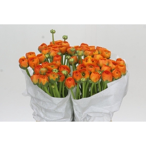 Ranunculus Clooney Mandarino