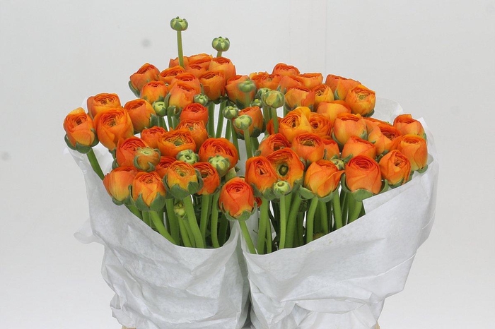 <h4>Ranunculus Clooney Mandarino</h4>