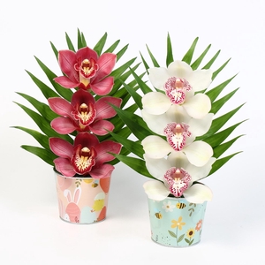 CYMB VERPAKT P BLOEM 6100