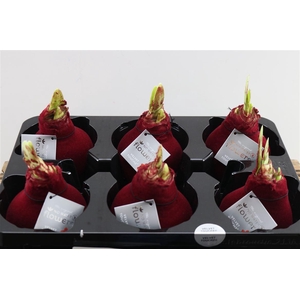 HIPP. WAXED VELVET BORDEUX