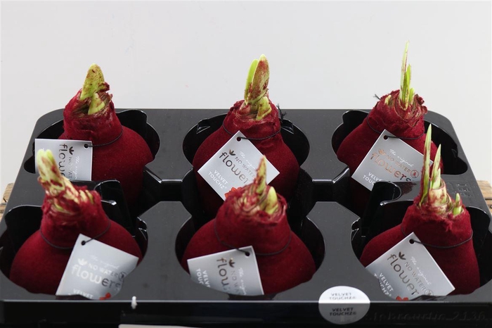 <h4>HIPPEASTRUM WAXED BURGUNDY VELVET</h4>