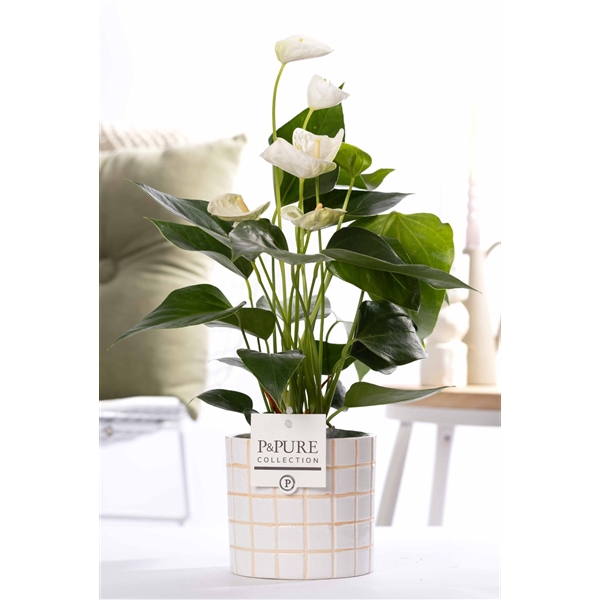 <h4>Anthurium white (Elido) in P&PURE Tirza ceramics</h4>