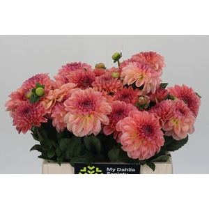 Dahlia Chanel