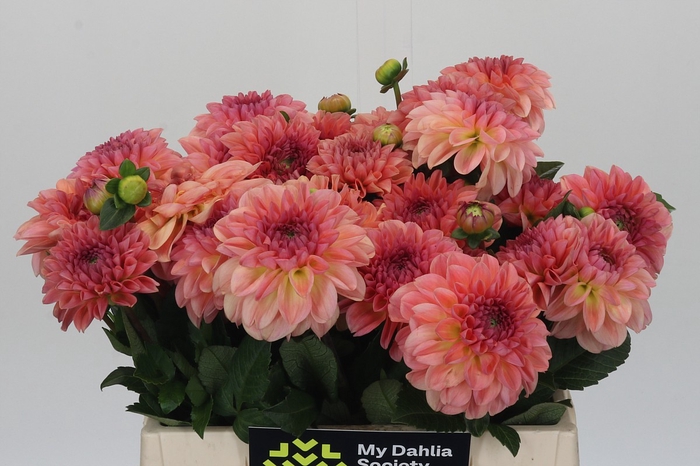 Dahlia Chanel
