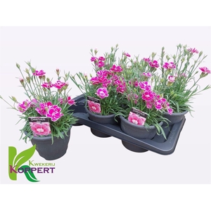 Dianthus Aura