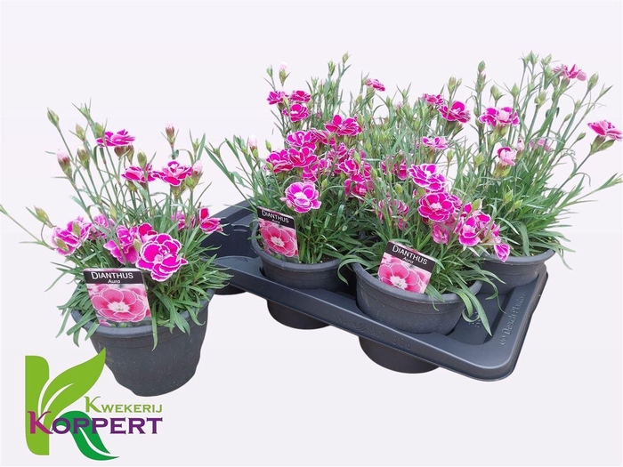 <h4>Dianthus Aura</h4>