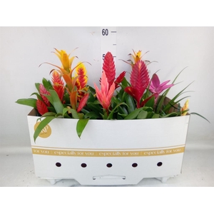 Bromelia   ...mix 10