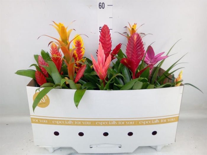 <h4>Bromelia   ...mix 10</h4>