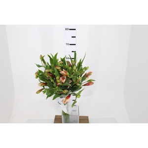 ALSTROEMERIA REBECCA 080 CM