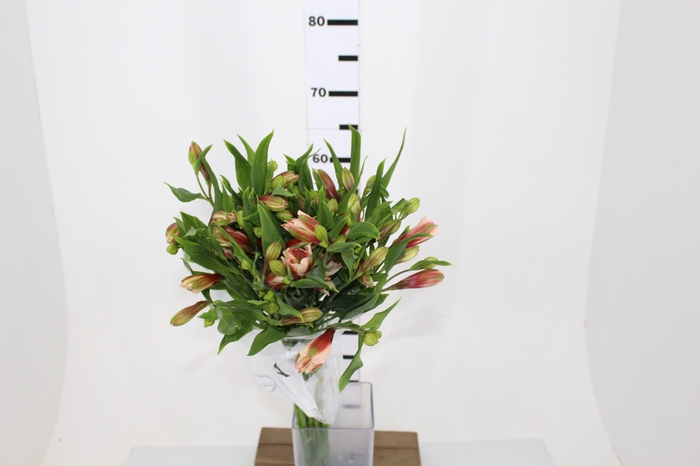 ALSTROEMERIA REBECCA 080 CM