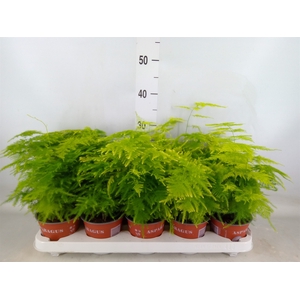 Asparagus setaceus