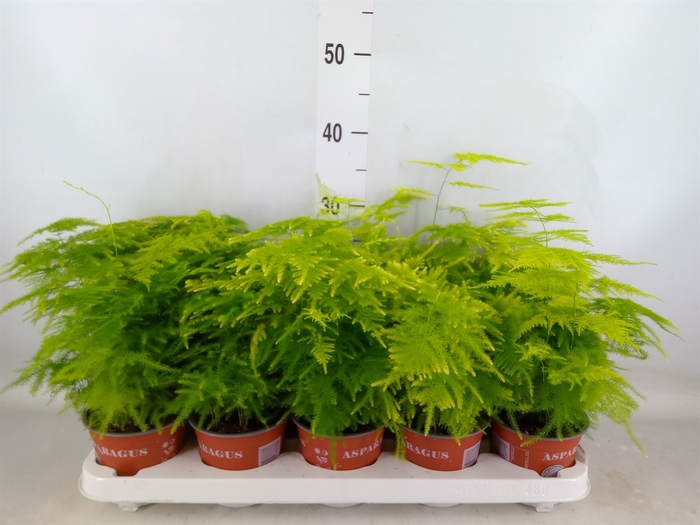 <h4>Asparagus setaceus</h4>