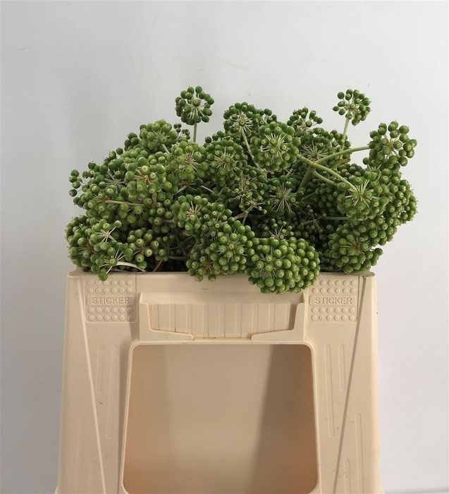 <h4>FATSIA JAPONICA FLOWER</h4>