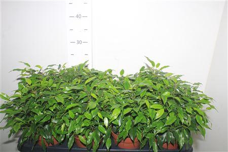 <h4>Fic Be Green Kinky</h4>