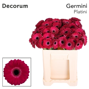 Germini Platini Water