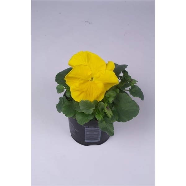 <h4>Viola 'Matrix Yellow'</h4>