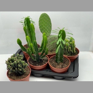 CACTUS GEM