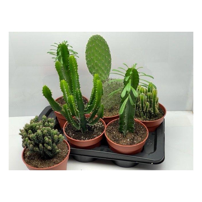 <h4>CACTUS GEM</h4>