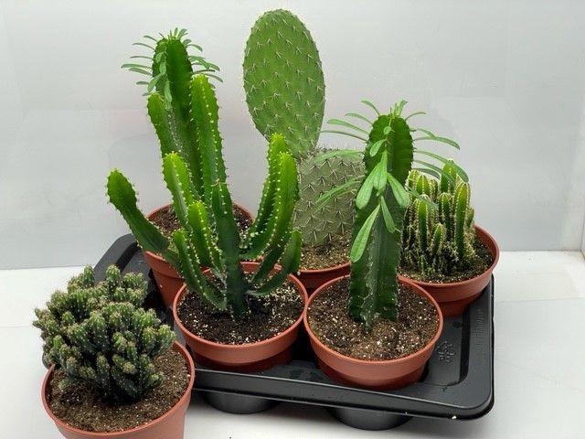 <h4>CACTUS GEM</h4>