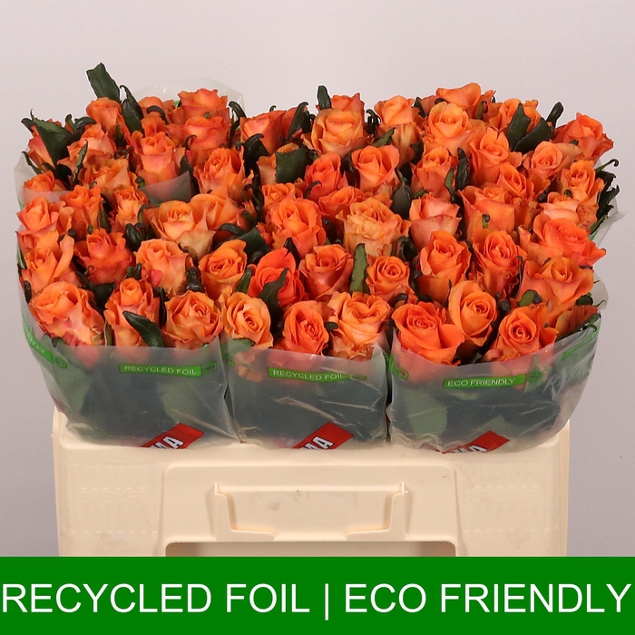 <h4>R GR ON FIRE</h4>