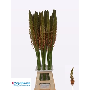 EREMURUS CLEOPATRA