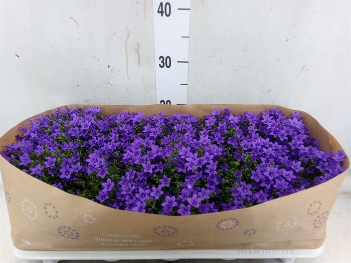 <h4>Campanula porten.</h4>