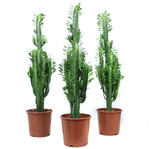 Euphorbia trigona 17 cm