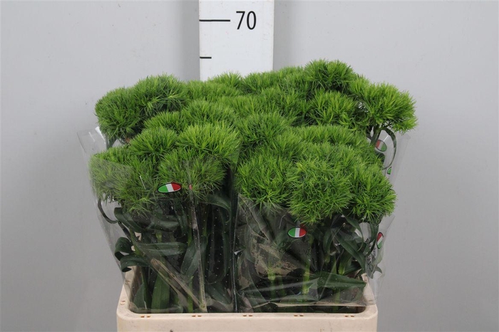 <h4>Di Barb Kiwi Mellow</h4>