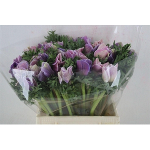 Anem Mistral Super Cenere