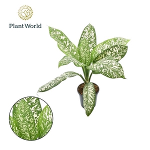 Dieffenbachia overig