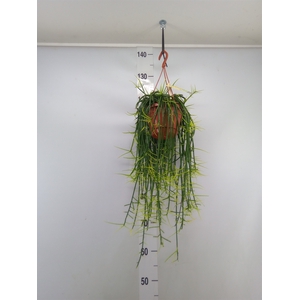 Rhipsalis floccosa