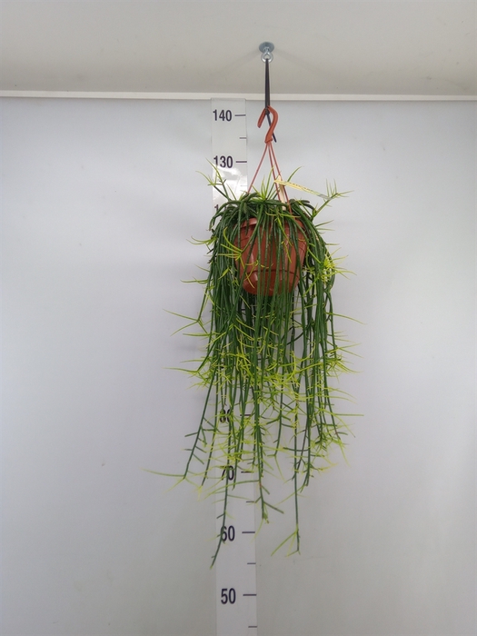 <h4>Rhipsalis floccosa</h4>