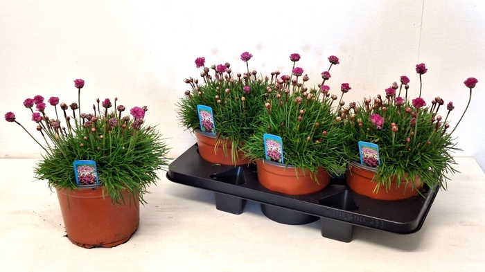 <h4>Armeria maritima Armada Rose</h4>