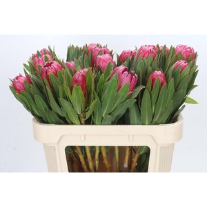 Protea Brenda