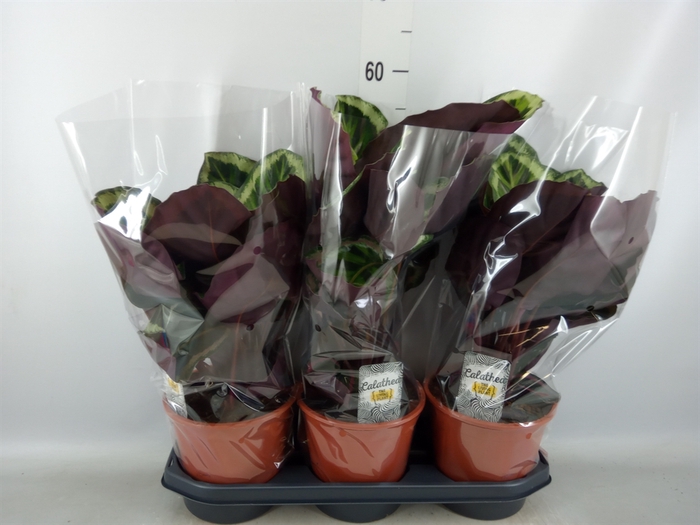 <h4>Calathea roseopicta 'Angela'</h4>