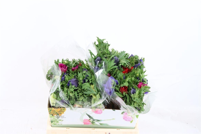 <h4>Anem Marianne Mixed</h4>