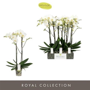 arr8 Phal Maistro White 70cm 2 Spike