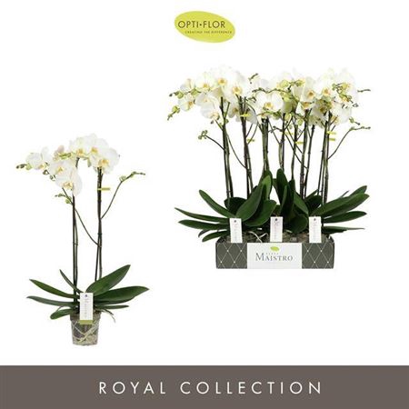 <h4>arr8 Phal Maistro White 70cm 2 Spike</h4>