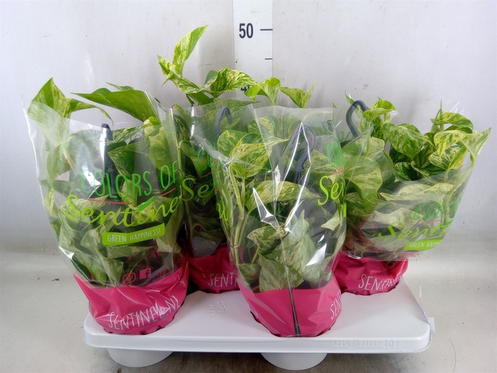 <h4>Epipremnum pinn. 'Marble Queen'  HG</h4>