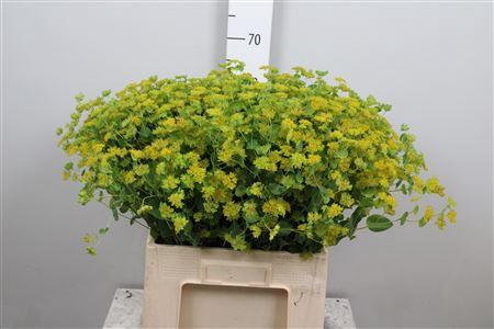<h4>Bupleurum Rotundifol</h4>