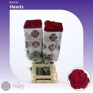 Rosa gr Hearts