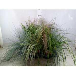 Siergras   ...              [Grass]