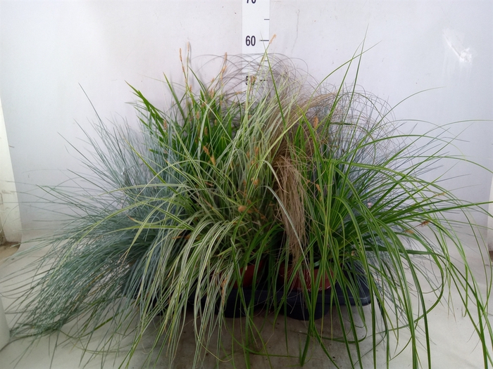 <h4>Siergras   ...              [Grass]</h4>
