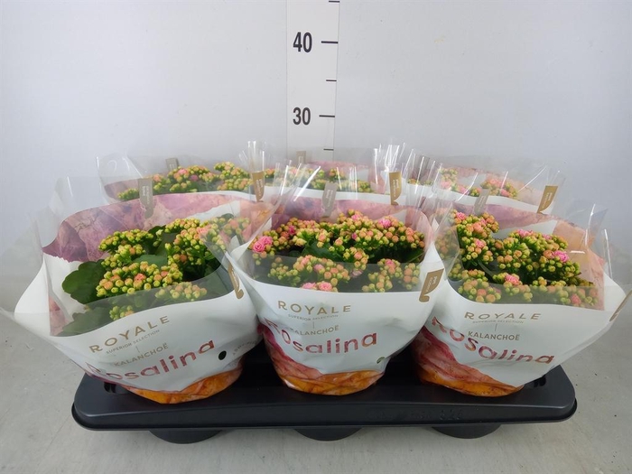 <h4>Kalanchoe blos. 'RosDon Alano'</h4>
